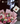 Bouquet liciantus