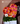 Corazón 3D gerberas arcoíris