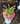 Cilindro rosa y tulipán