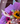 Bouquet mamá new