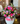 Cilindro rosa mix