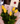 Bouquet 5 tulipanes amarillos