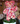 Baby teddy de mil rosas