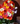 Corazón 3D gerberas arcoíris