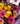 Gerberas con lety