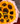 Bouquet 10 girasoles