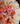 Bouquet coral bloom