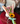 10 tulipanes 1 girasol