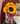 Florero girasol
