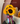 Florero girasol