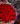 Bouquet 50 rosas lety