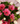 Bouquet gerbera 10 tulipán