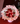 Bouquet 24 rosas nube