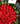 Bouquet 50 roja clavo