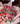 Bouquet Rosetta