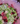 Bouquet vie rose
