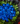 Bouquet 24 rey