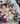 Bouquet rosas y Lilis